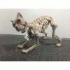 Tomfoolery Skeleton Cat Halloween Decoration Prop Props